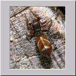 Synageles venator - Springspinne 08 4mm.jpg